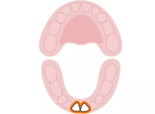 寶寶長牙順序圖寶寶換牙順序圖