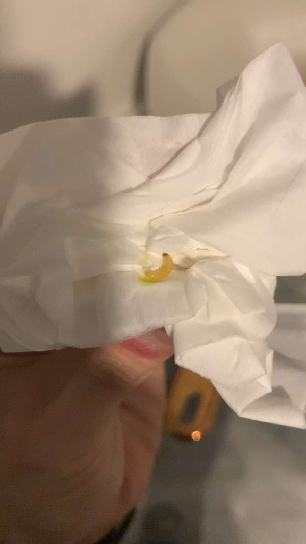 家里出现的小虫子家里突然这段时间老是有这样的白色虫子出现在墙壁和