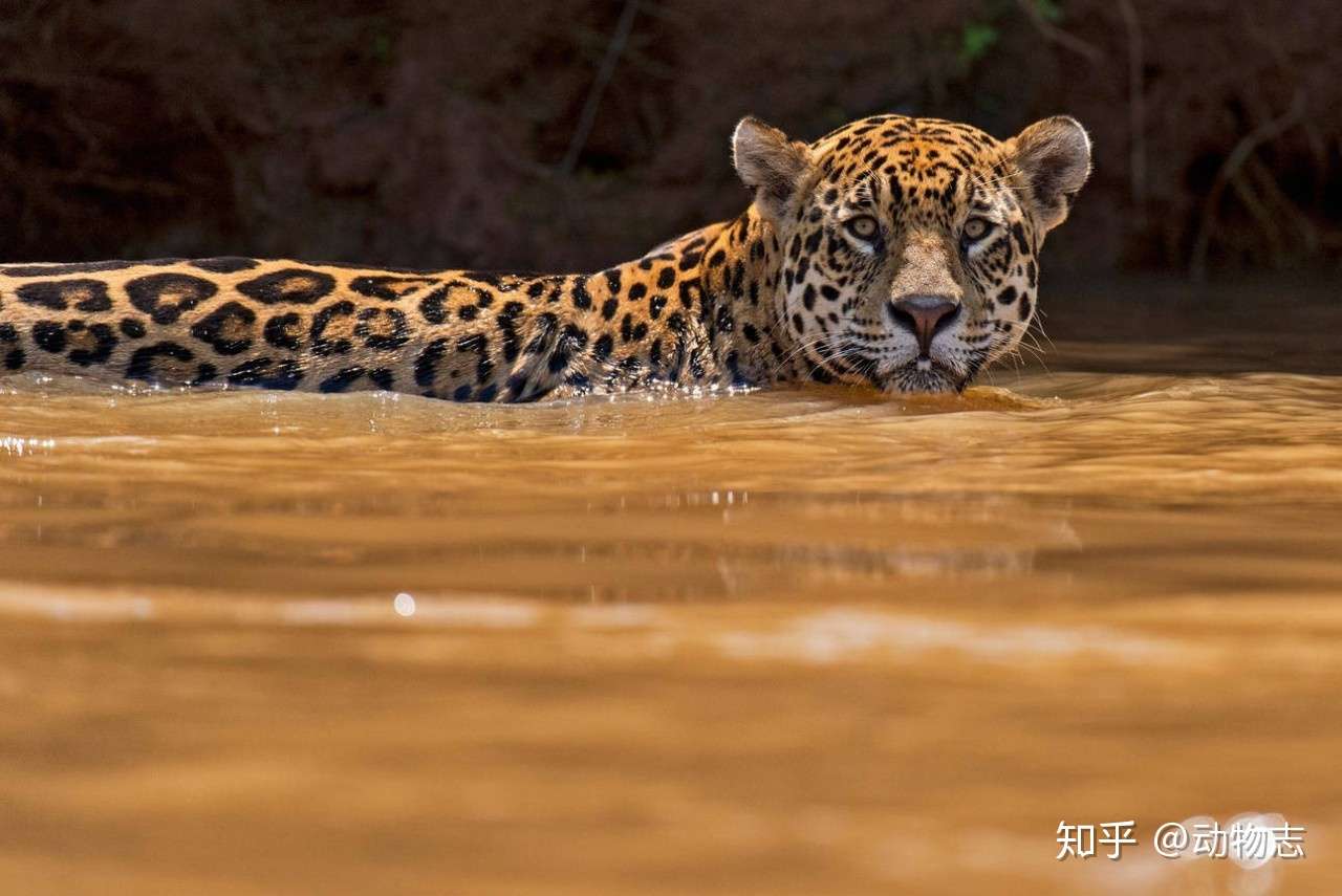 科学论证 美洲虎和绿水蚺谁厉害 知乎