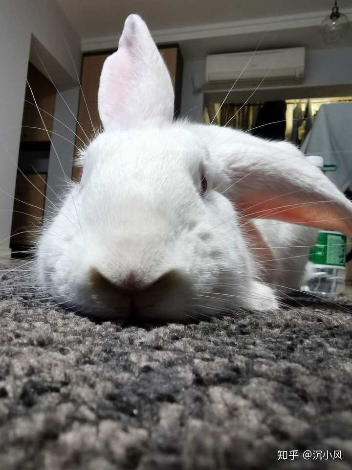 的话他第一时间是躲起来;翻过来撸肚子不小心碰到后腿的时候也会哆嗦