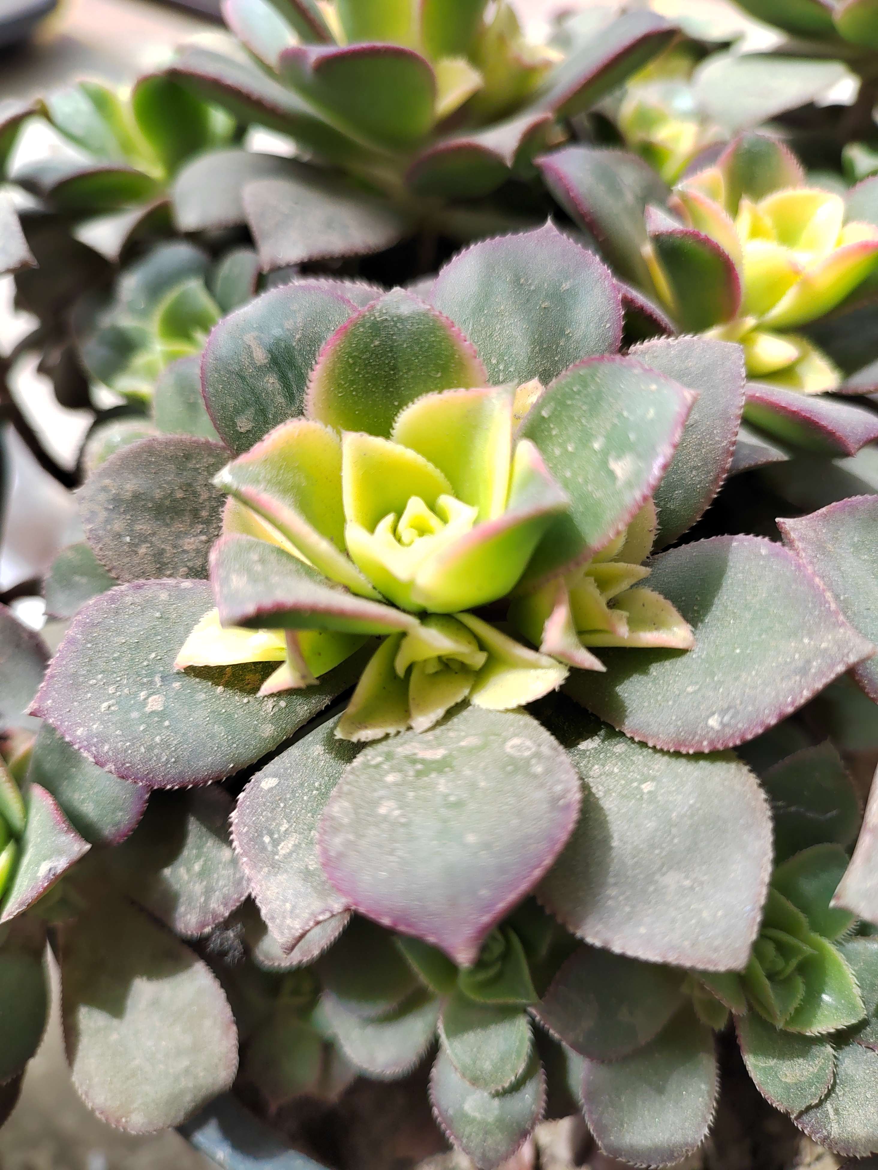 不懂就问 的想法: 记录多肉的生长过程 | 风含笑,花带香 - 知乎