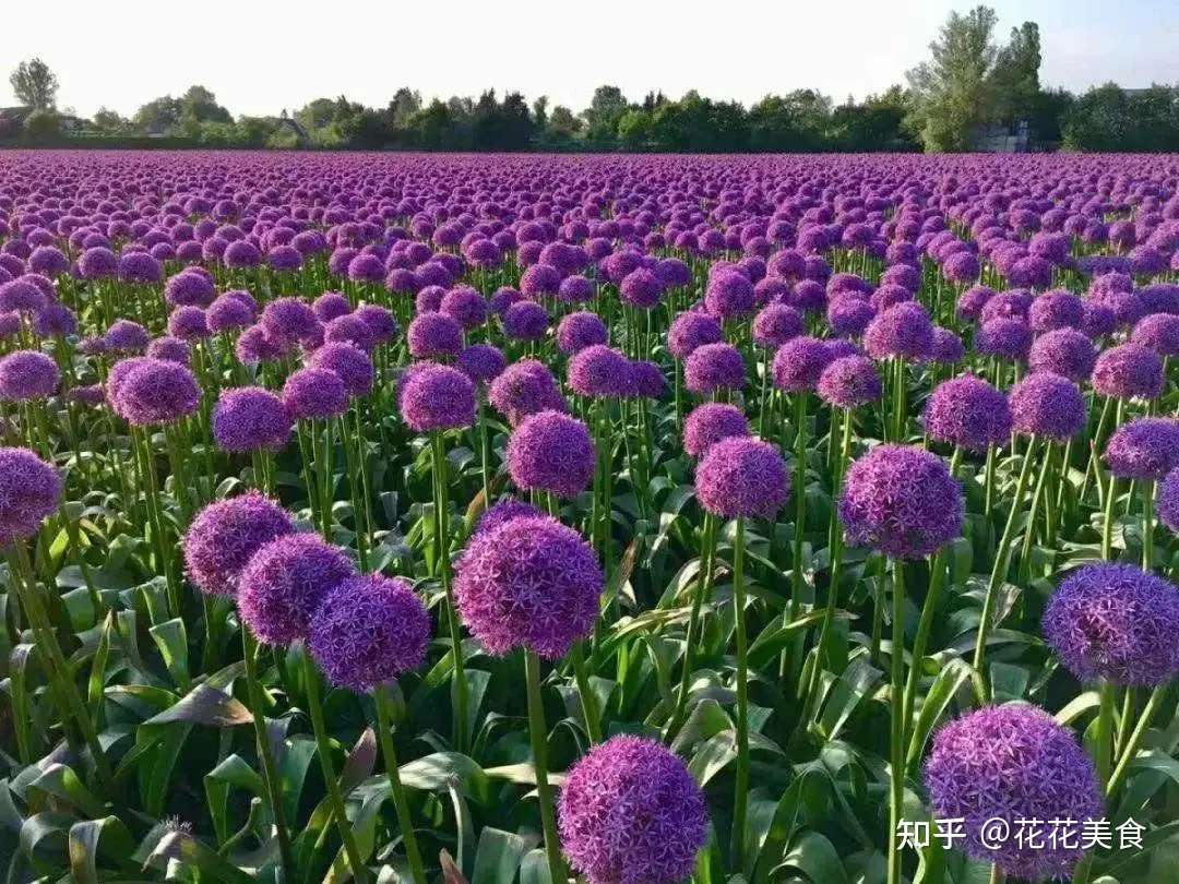 50种蓝紫色的花卉植物 美到令人窒息 知乎