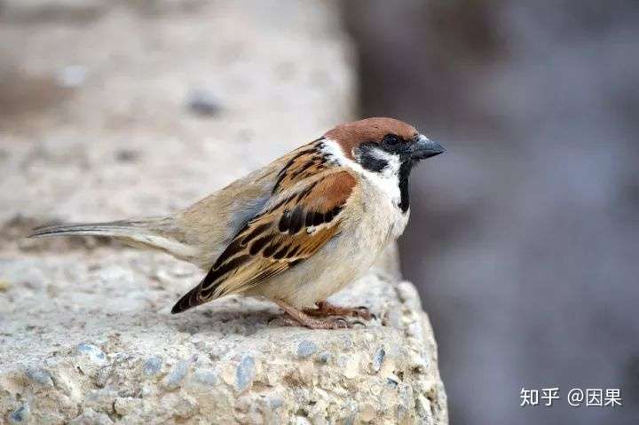 有父母的地方才是家 爸妈 你们一定要健康 知乎