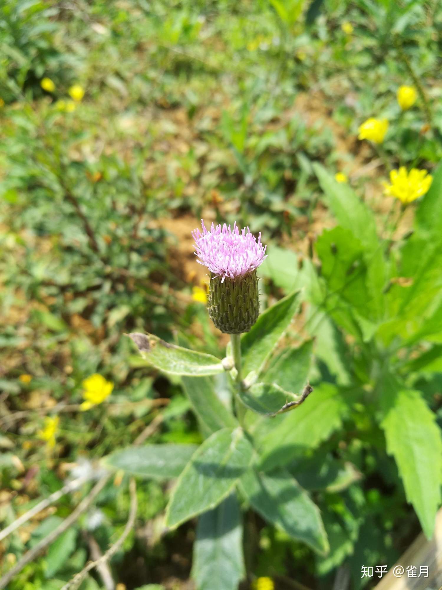 雀月 的想法: 刺兒菜 別稱 小薊,青青草,薊薊草,刺狗… - 知乎