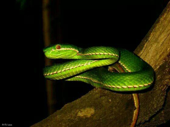 请问这种蛇叫什么?