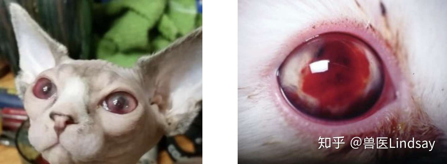 猫传染性腹膜炎 Fip 大揭秘 知乎