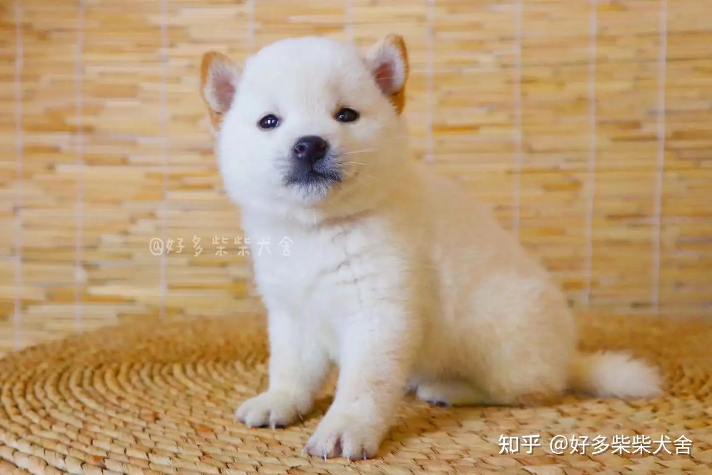 柴犬科普|如何挑选品相好的白柴幼犬？ - 知乎