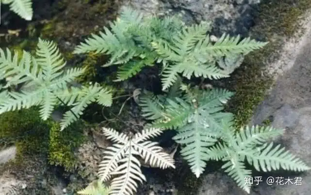 希少種】里山自生/野生【寒蕨/カンワラビ/冬の華蕨/ハナワラビ】土付きで