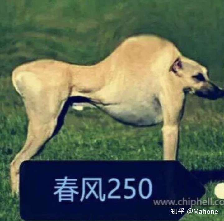 男,身高188,骑摩托贝纳利小驯龙150 ,人车比例协调吗?