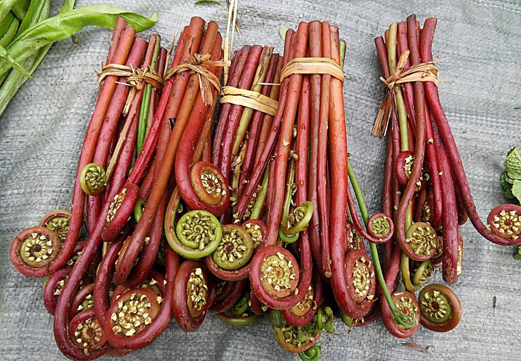 都知道蕨菜致癌 为什么还有人吃呢 知乎