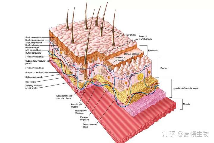 皮肤疾病动物模型