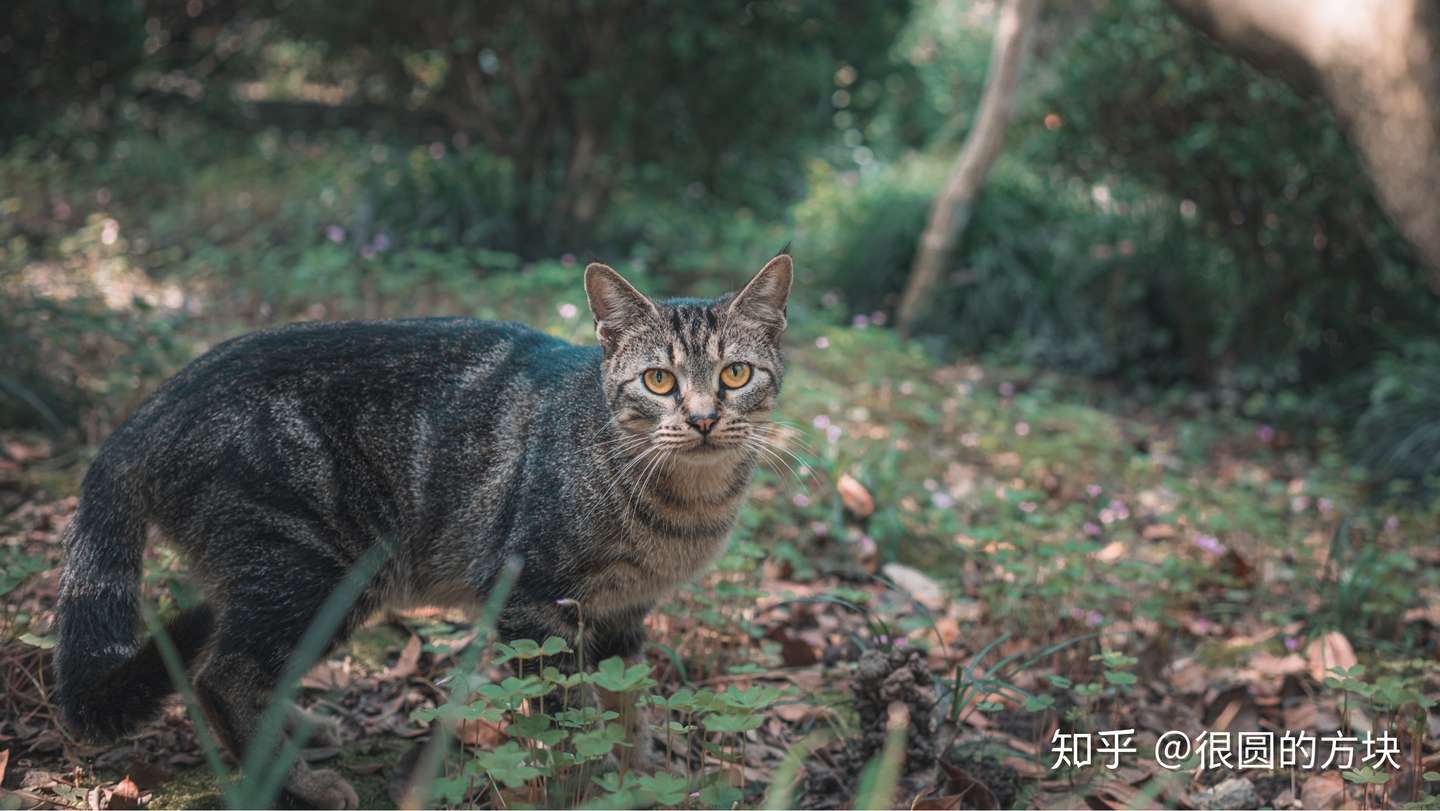 猫片 知乎