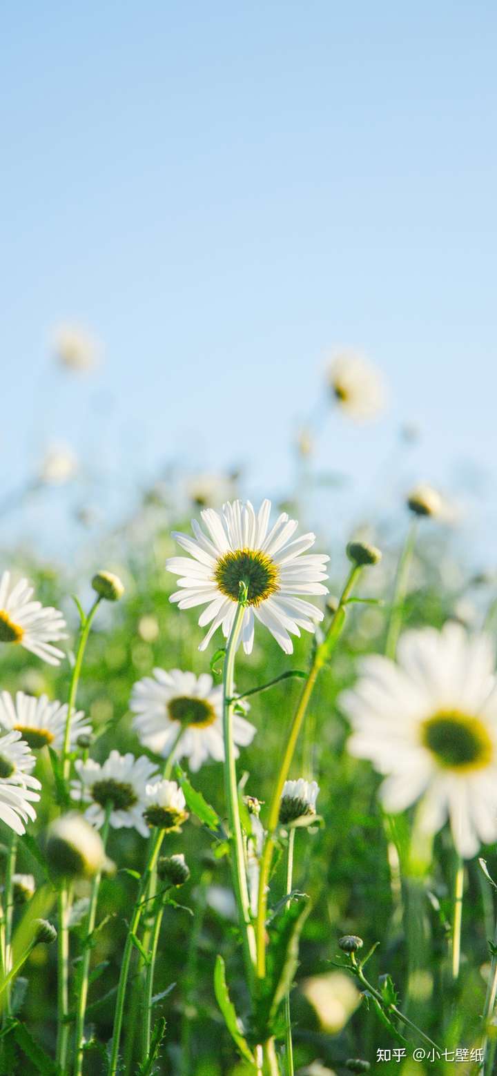 适合春天的!壁纸(手机电脑均可)可以分享一下吗?