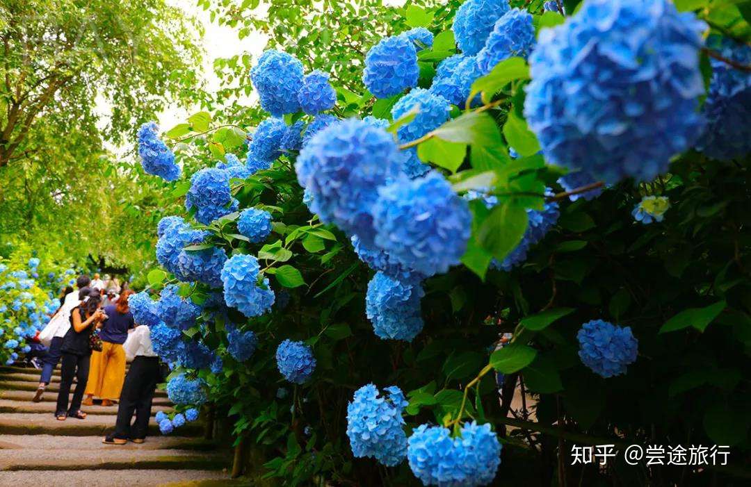 梅雨季的浪漫 东京近郊绣球花最佳赏花景点攻略 知乎