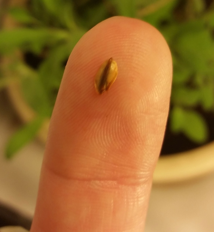 自然界中有哪些种子很小,植株却很大的植物?