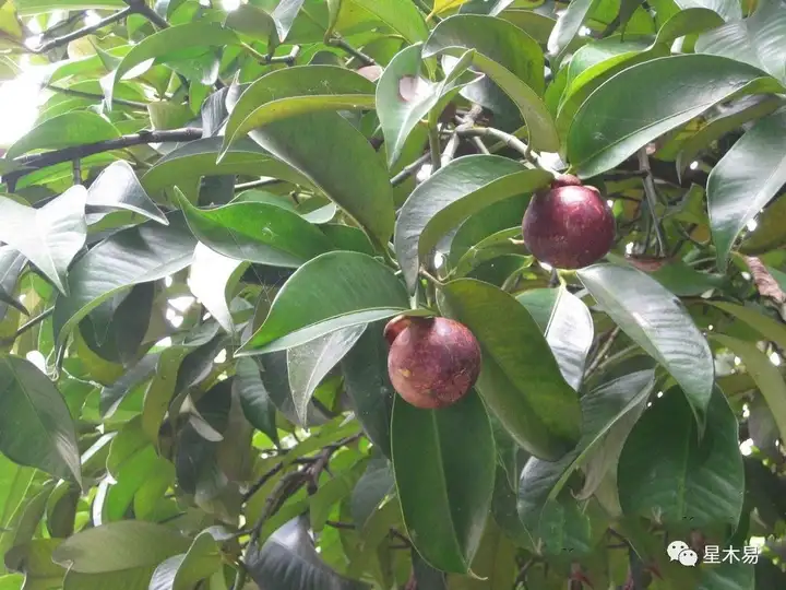 山竹怎样挑