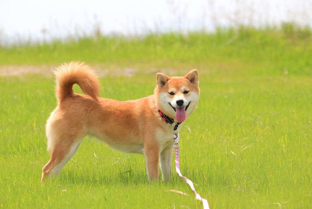 除了柴犬和秋田犬 日本原产犬还有这些 知乎