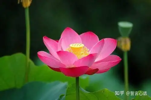 特别暖心的早安一句话，简短精致，越看越爱！（一句暖心的早安心语）
