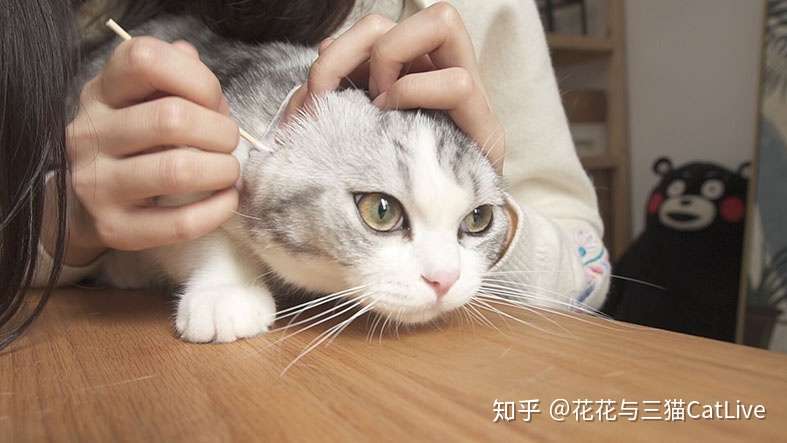 猫咪的耳垢如何正确清理 知乎