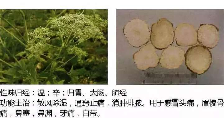 500余种中草药图  第5张