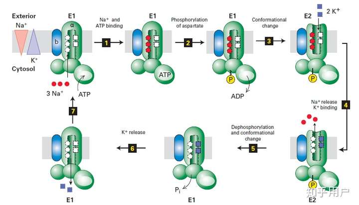 书上说钠钾泵钠的泵出和钾的泵入是偶联在一起的