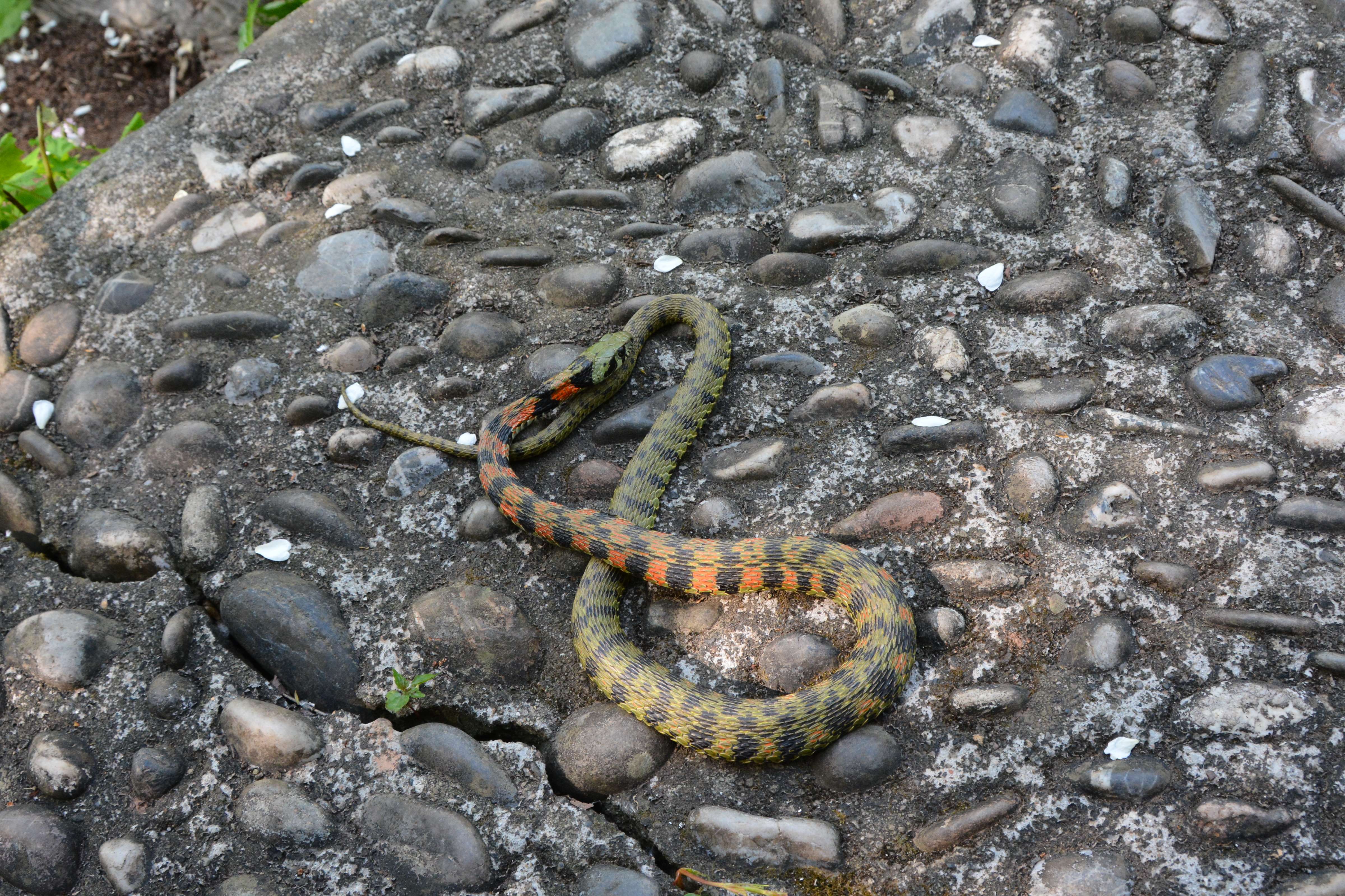 戴帽子的小蛇 的想法: 今天在公园偶遇的小可爱 虎斑颈槽蛇,俗