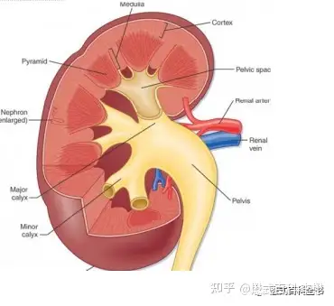 肾间隙图片