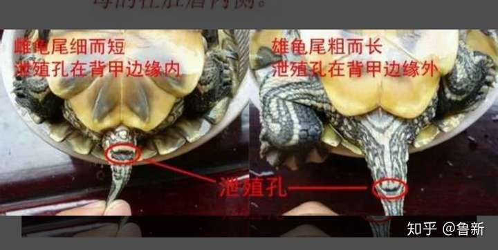 怎样分乌龟公母?