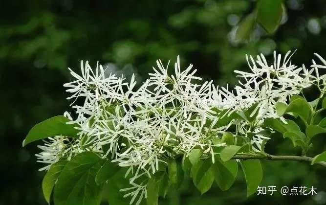 开花乔木成为18年大热门 哪些树种更受欢迎 知乎