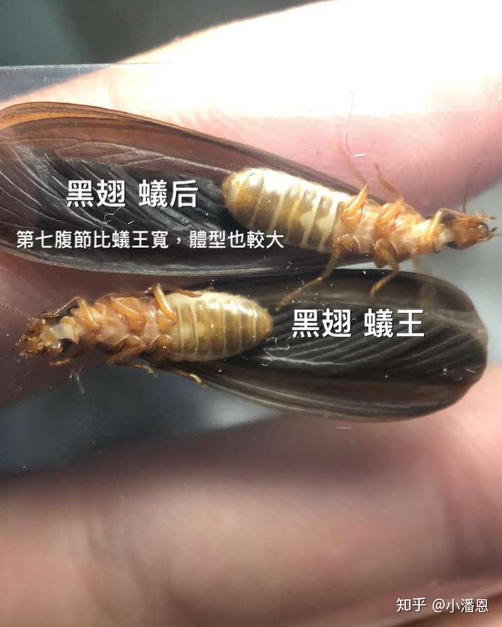 想知道婚飞的白蚁如何分公母?