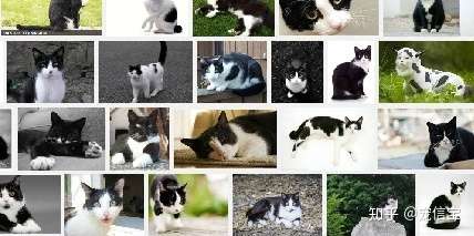 为什么黑白猫都是上黑下白 知乎