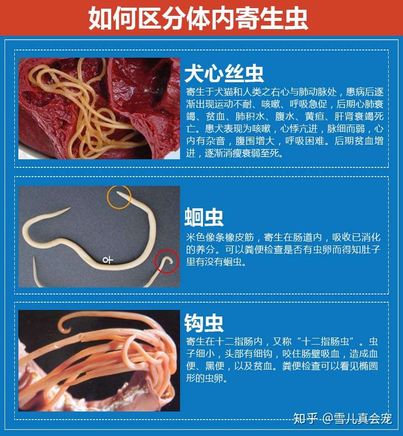 宠物体内驱虫药哪种好 恩倍多vs福来恩 知乎