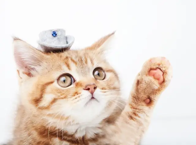 猫肉球 猫掌的小秘密 貓奴必看 科普初级 知乎