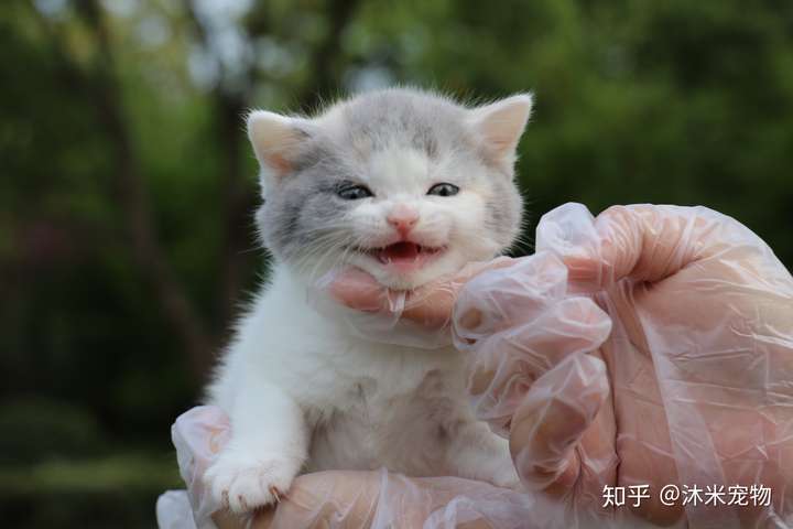 想买浅三花英短请问有推荐的猫舍吗