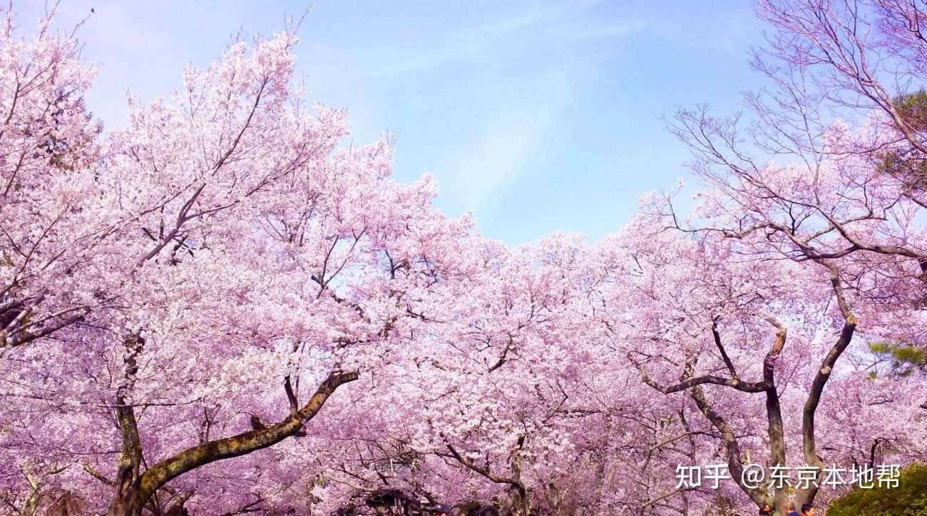 日本樱花季节资讯 赏樱景点44选21年版 知乎