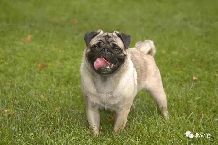 哈巴狗，富有魅力而且高雅的巴哥犬”