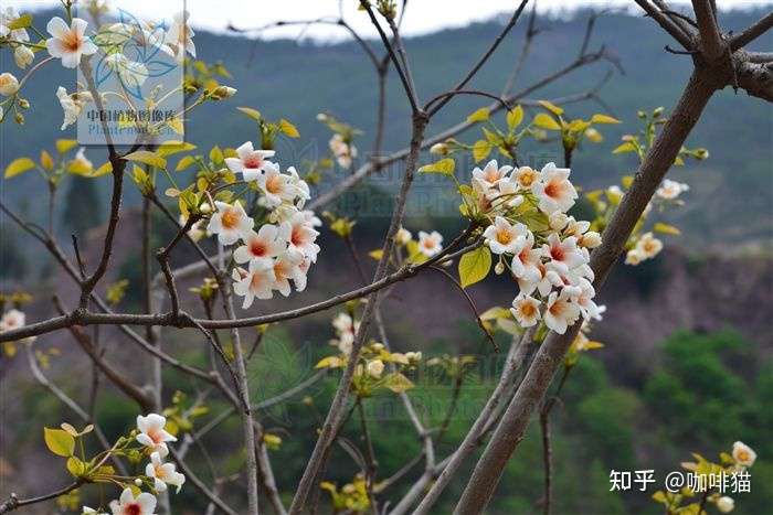 在廣東爬山時看到的花,旁邊的樹寫著檫木,但是搜到的結果又不一樣.這