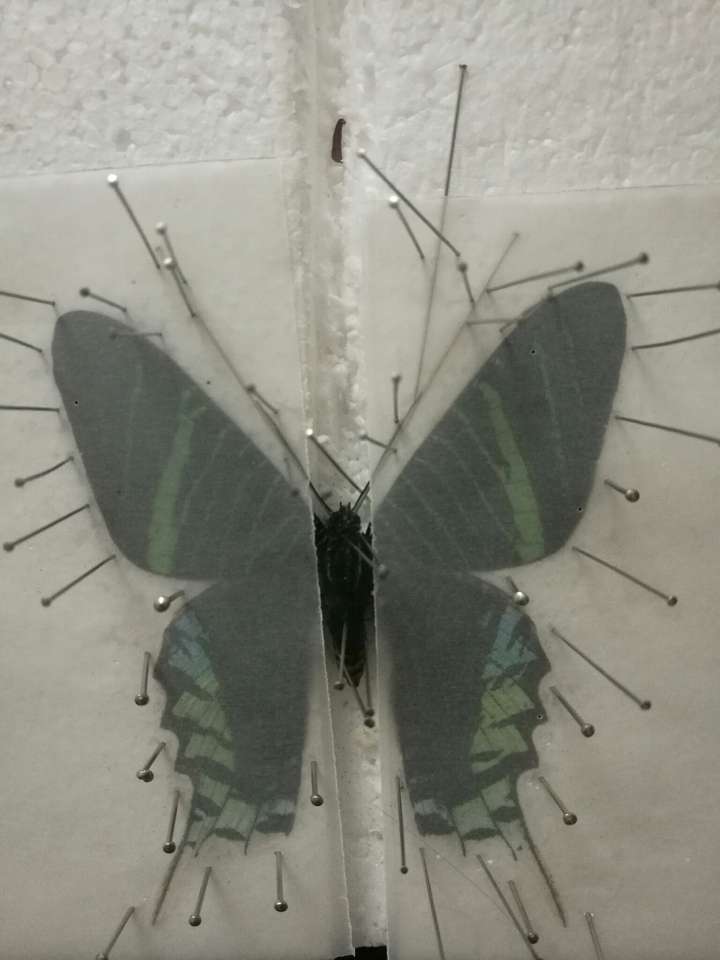 蝴蝶标本的制作与保存?