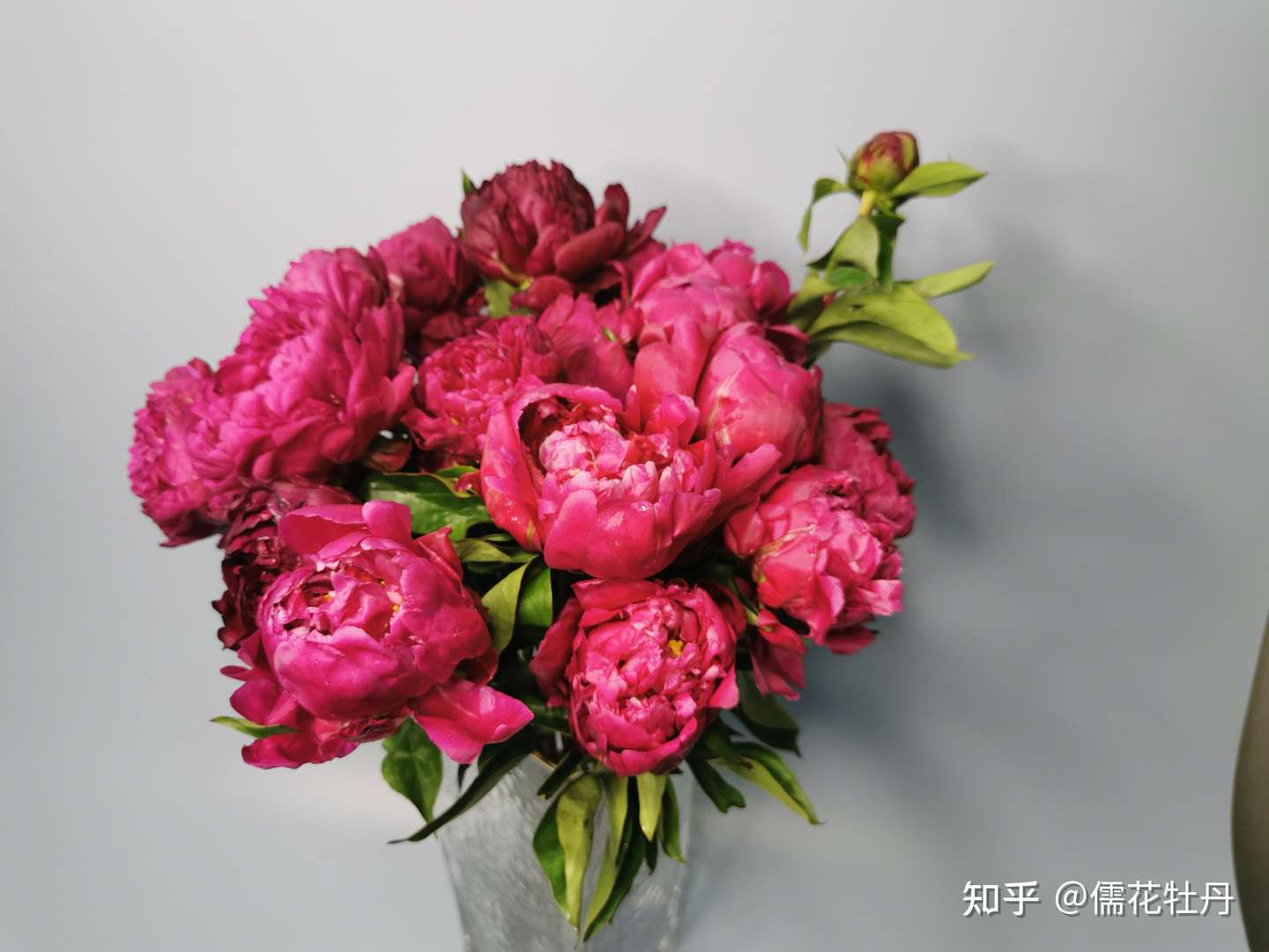 山东菏泽的大牡丹芍药鲜切花 知乎