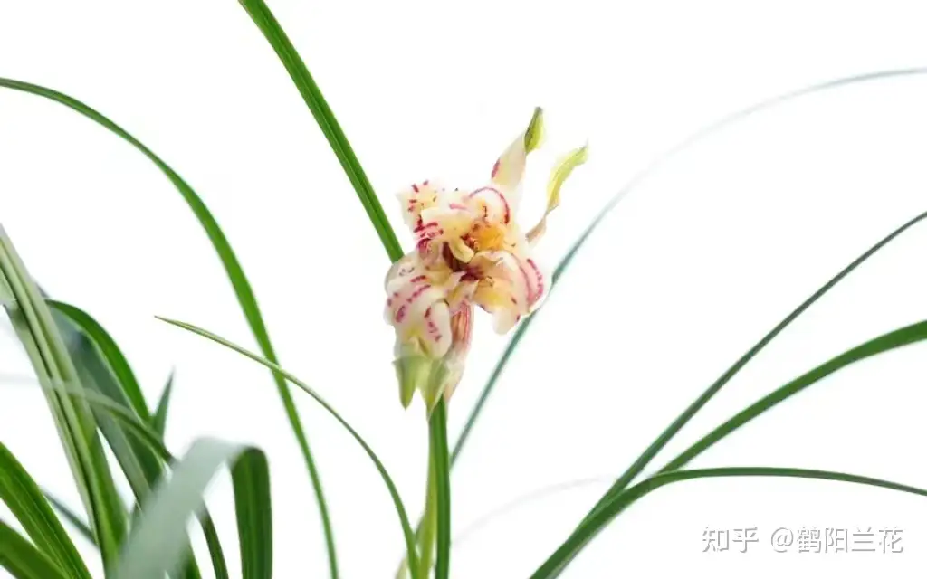 兰花的寓意和象征 知乎