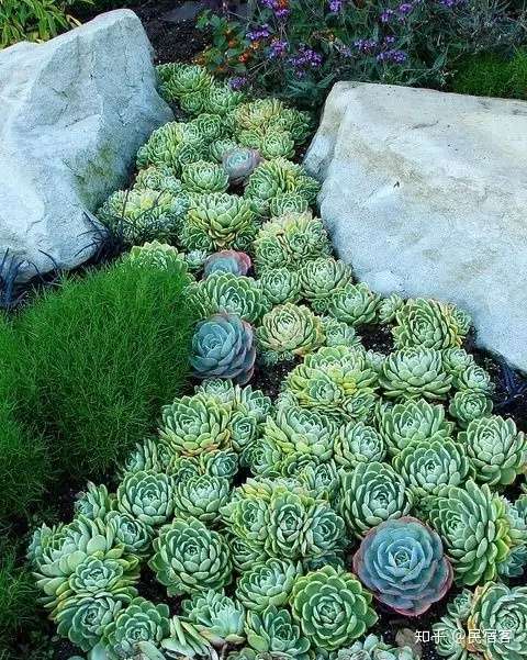 种满多肉的小院 原来比花园还美 知乎
