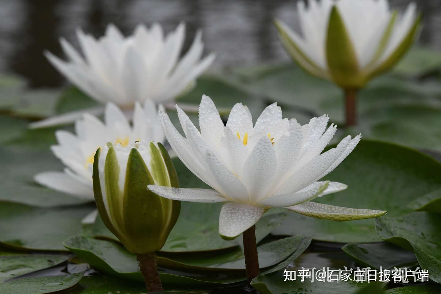 邯郸广平 雨中睡莲别样娇 知乎