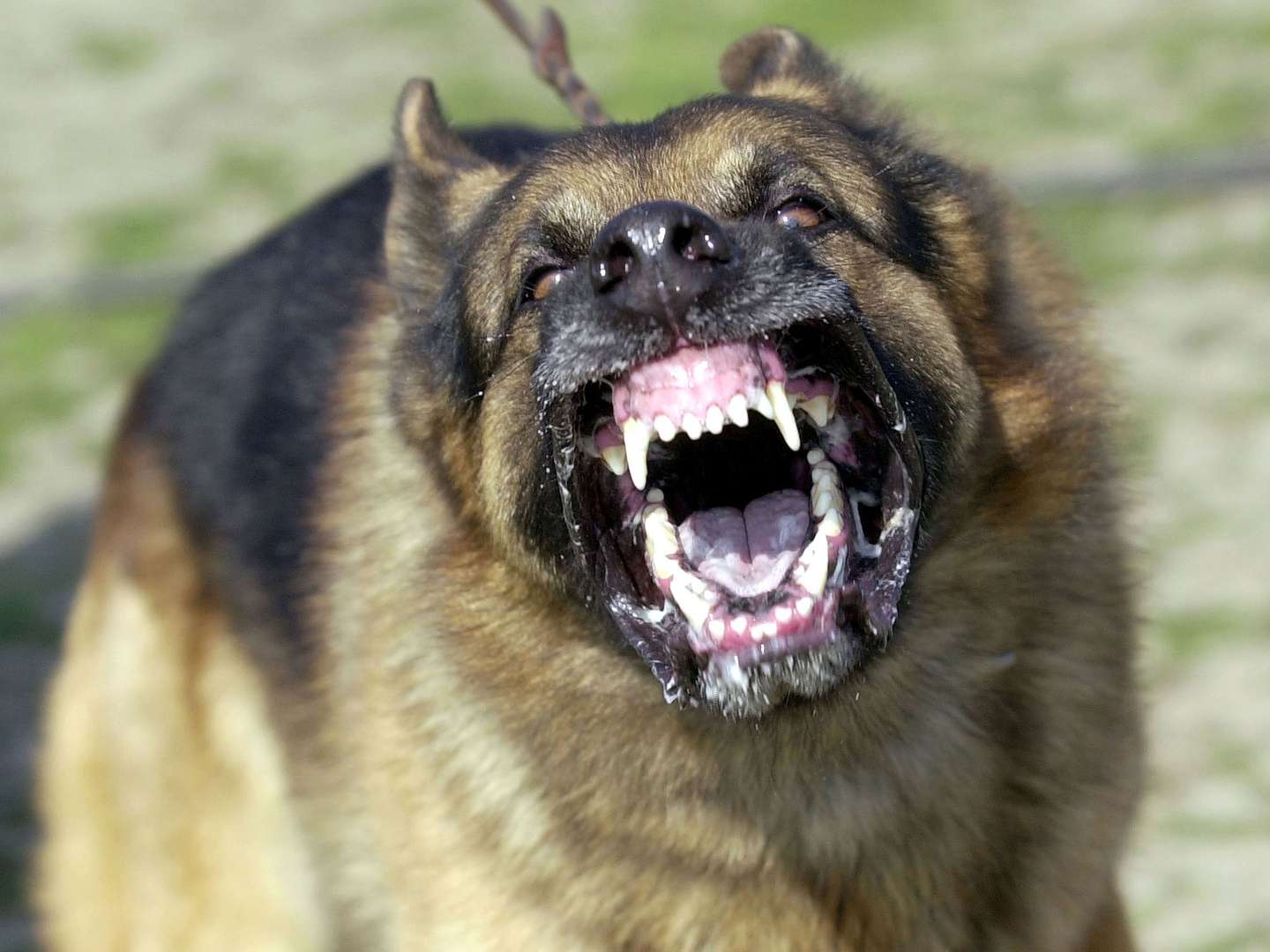 天呐 我的狗突然开启了狂暴模式 知乎