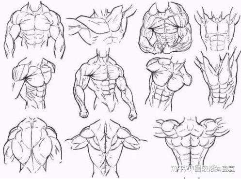 初学者如何自学人体入门