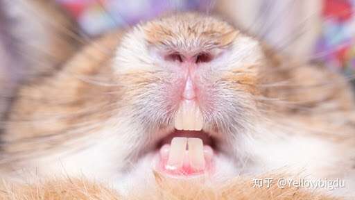 兔牙的生物进化意义是什么?