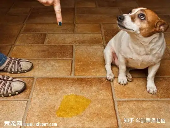 我家狗很乖 就是胆小 知乎