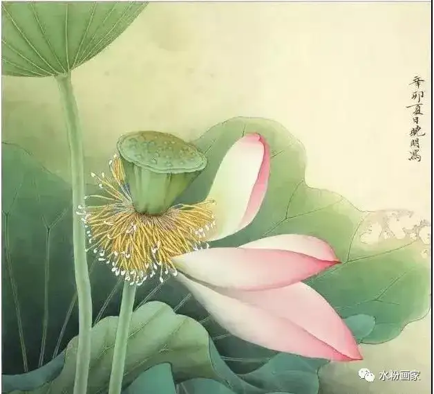 工笔画 荷花的步骤图 知乎