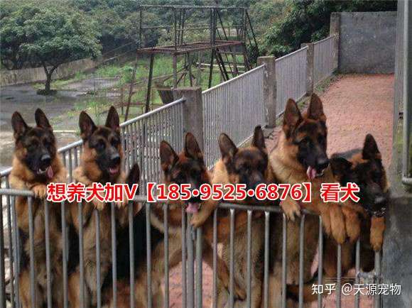 北京上海天津重庆哪里有卖德国牧羊犬的 知乎