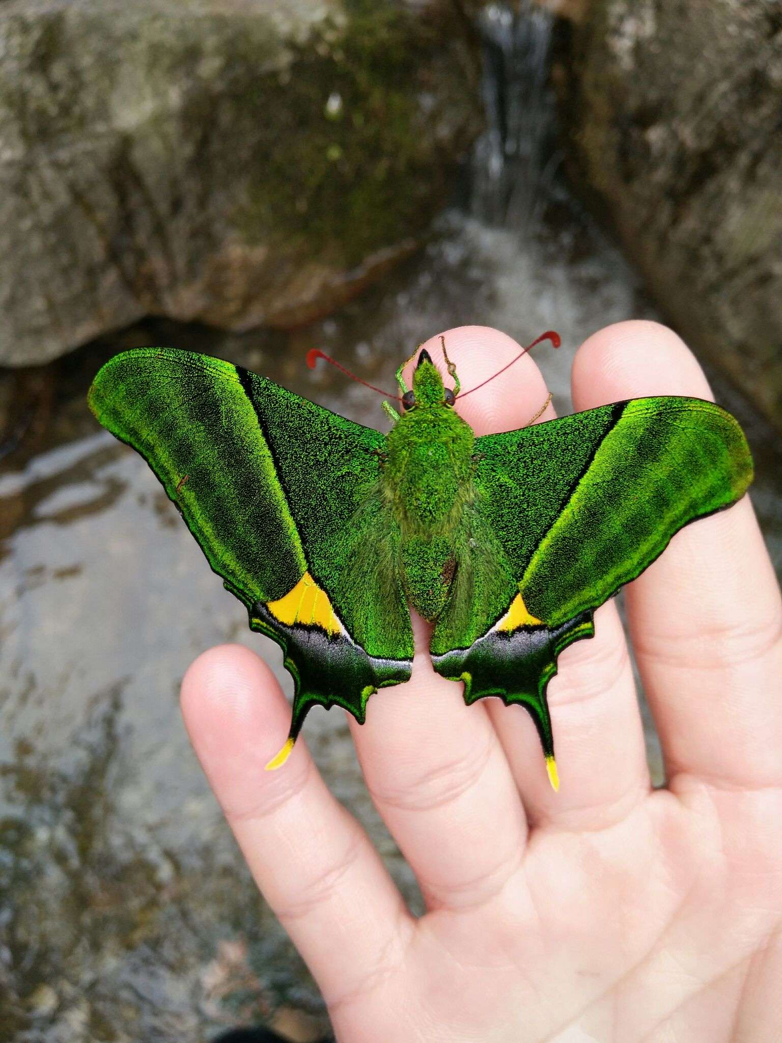 蝴后,金斑喙凤蝶,已放飞.