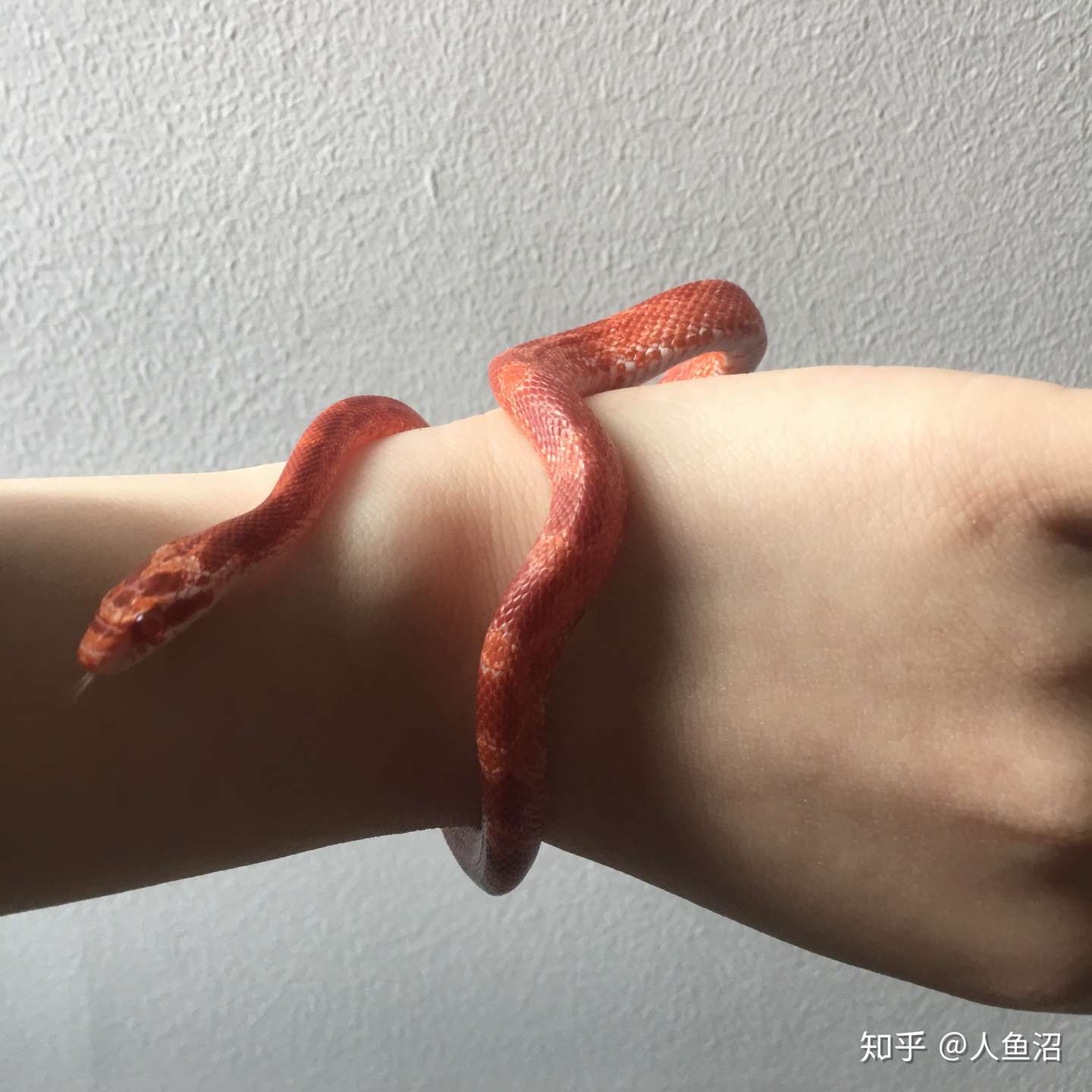 第一次养玉米蛇注意事项汇总 知乎